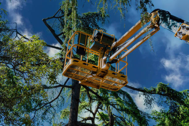 Professional Tree Service in Carson City, MI